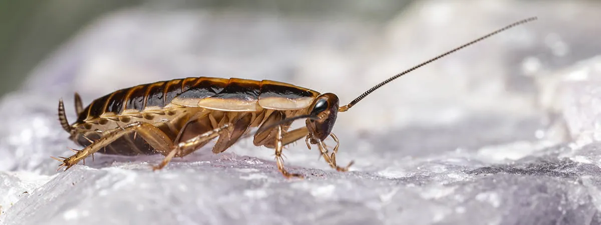 Нимфа таракана