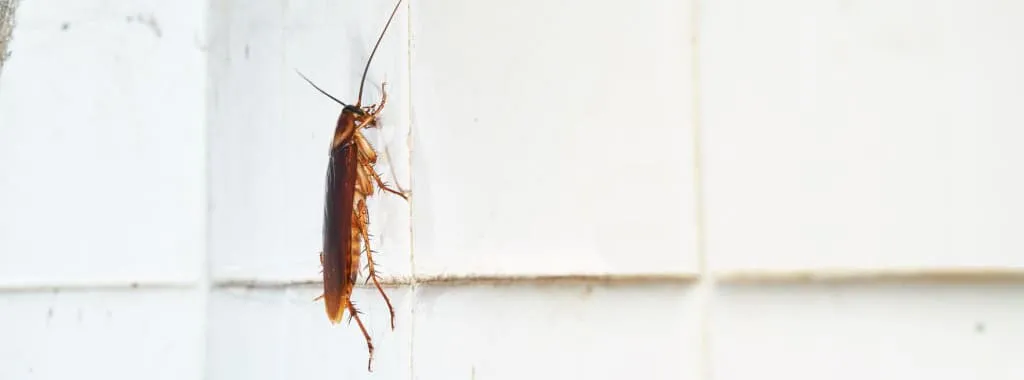 К чему снятся рыжие тараканы