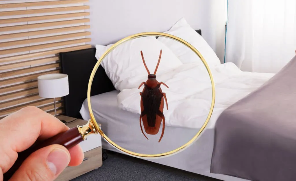 Как найти рыжих тараканов