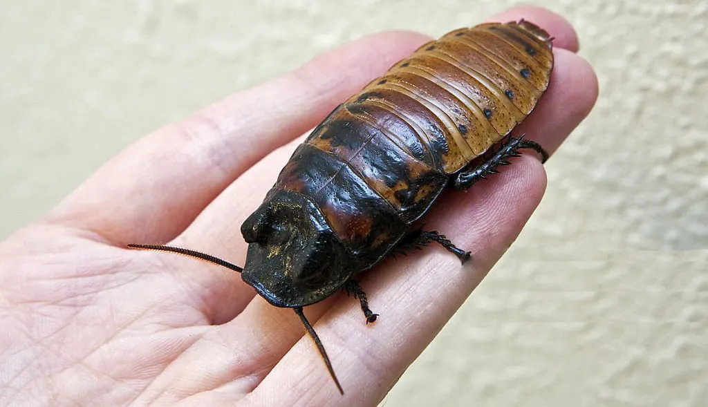 К чему снятся большие тараканы