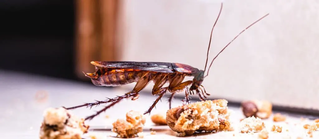 Рыжий таракан ест крошки