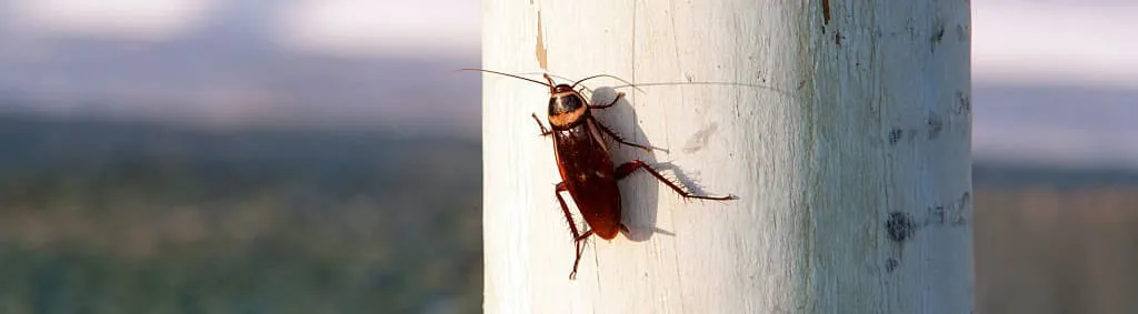 Таракан ползет по дереву