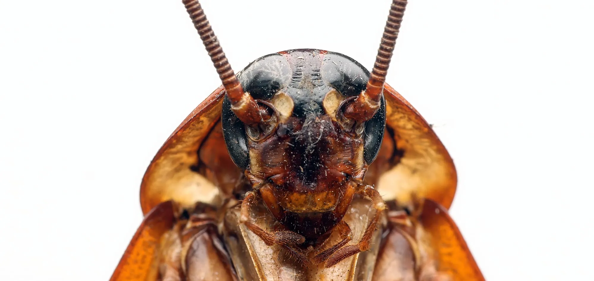 Есть ли у тараканов зубы