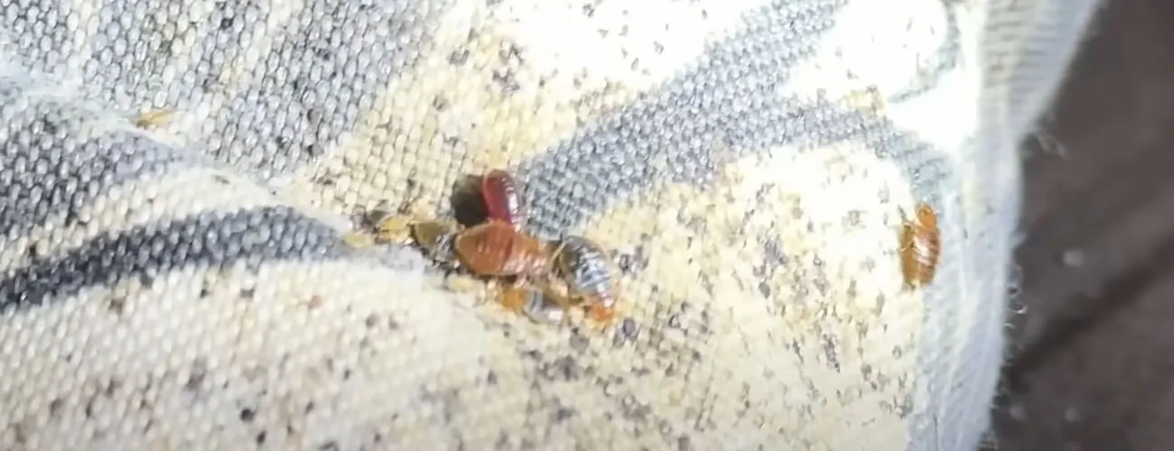 Признаки постельных клопов в кресле