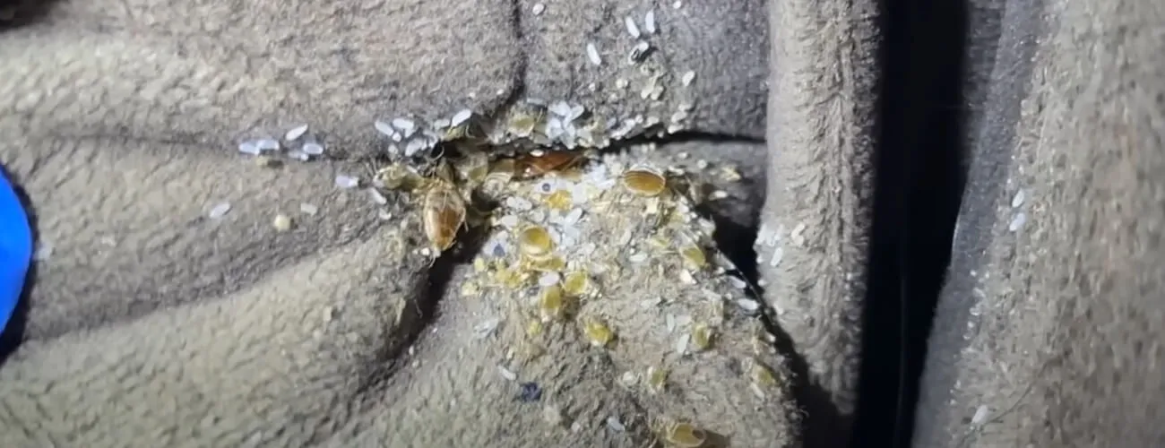 Постельные клопы в диване