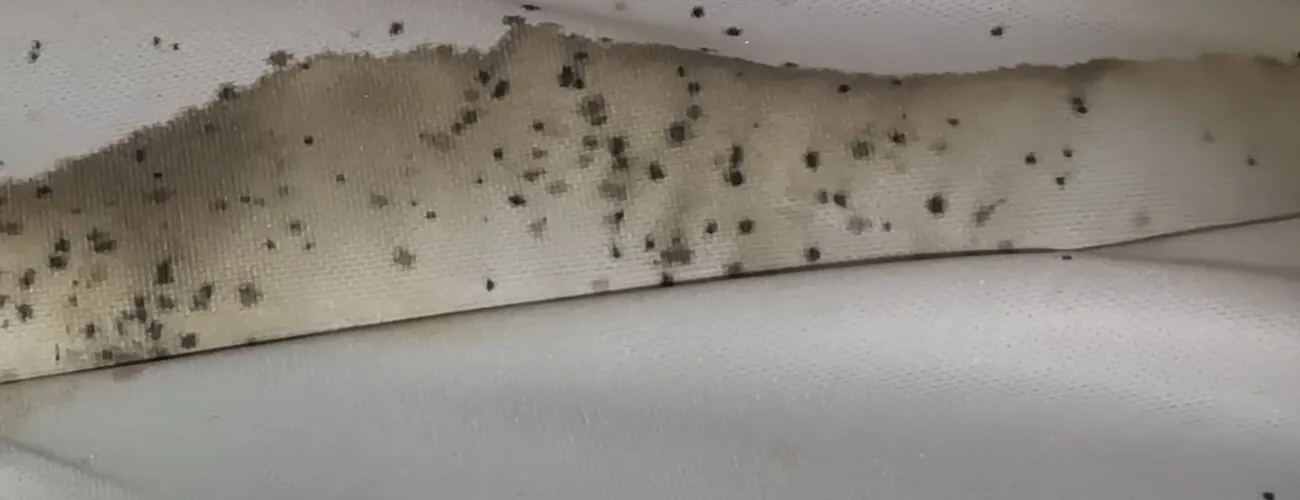 Как найти клопов: следы клопов в матрасе