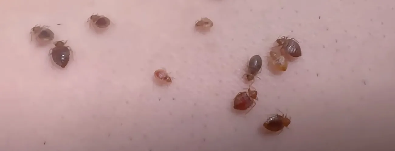 Признаки постельных клопов