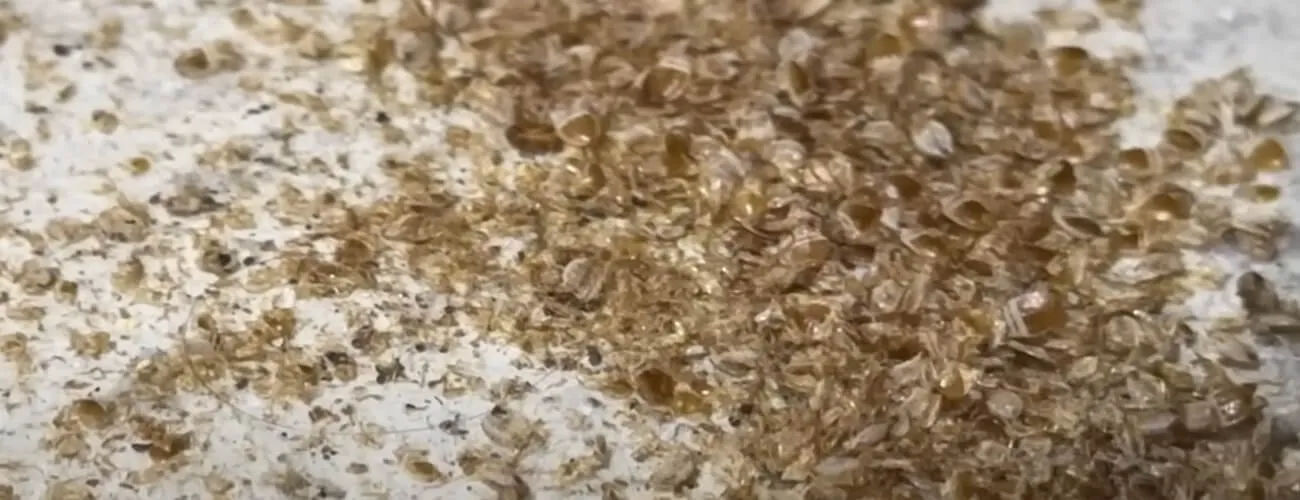 Признаки наличия бельевых клопов: следы линьки