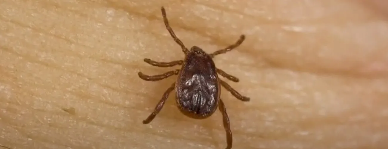 Постельный клоп на коже человека