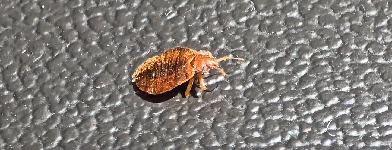 Бельевой клоп