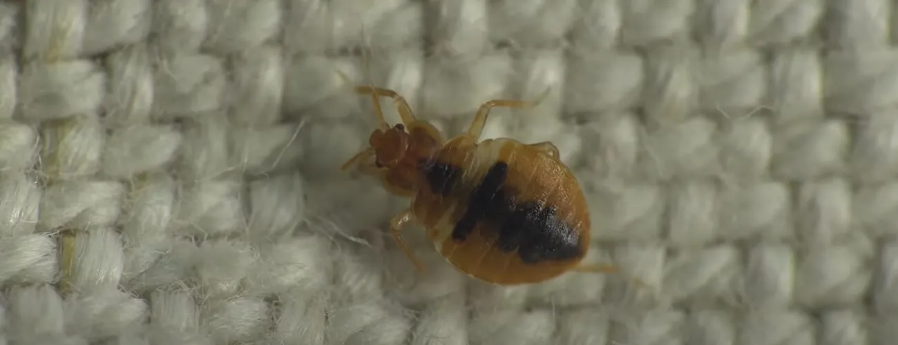 Бельевой клоп на обивке дивана