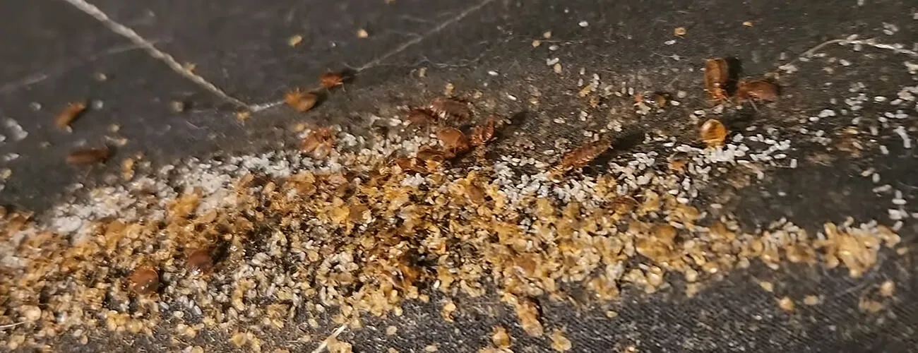 Гнездо бельевых клопов в диване