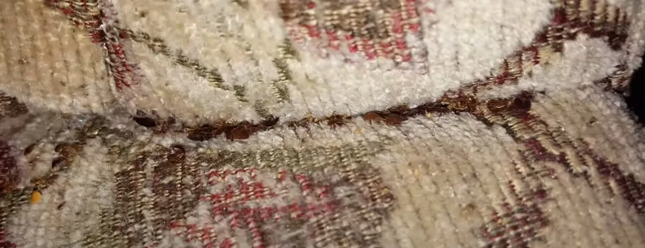 Бельевые клопы в диване