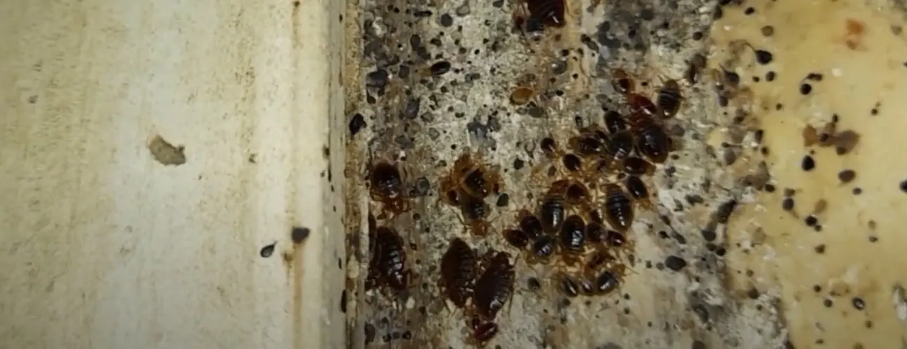 Бельевые клопы в каркасе дивана