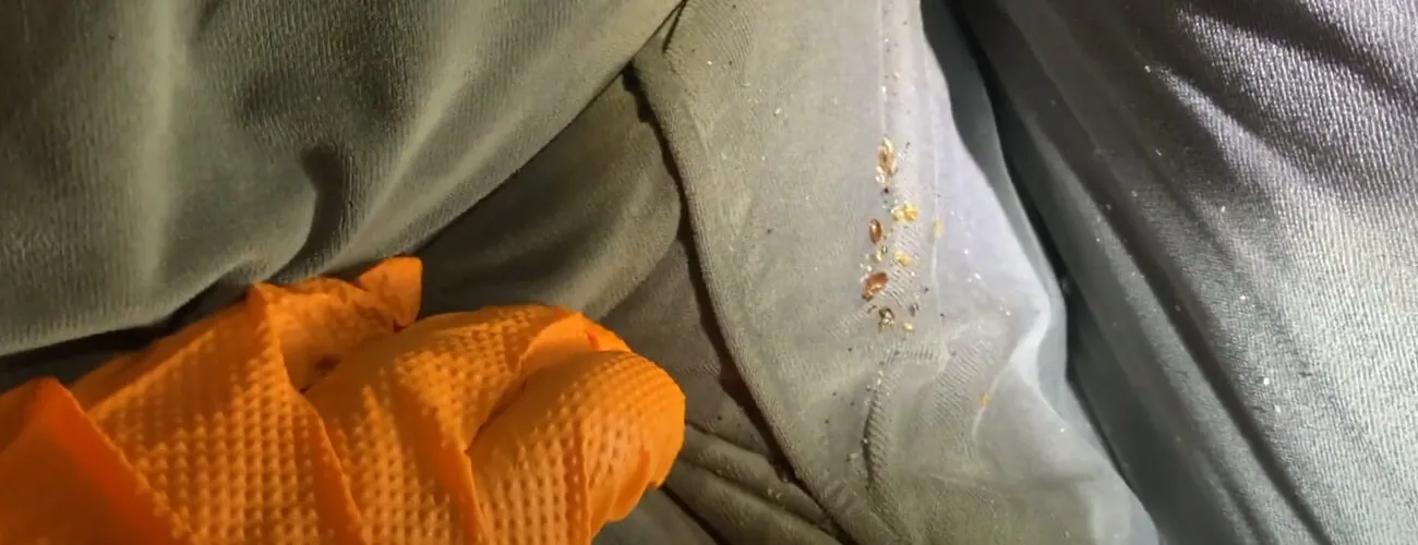 Бельевые клопы в швах дивана