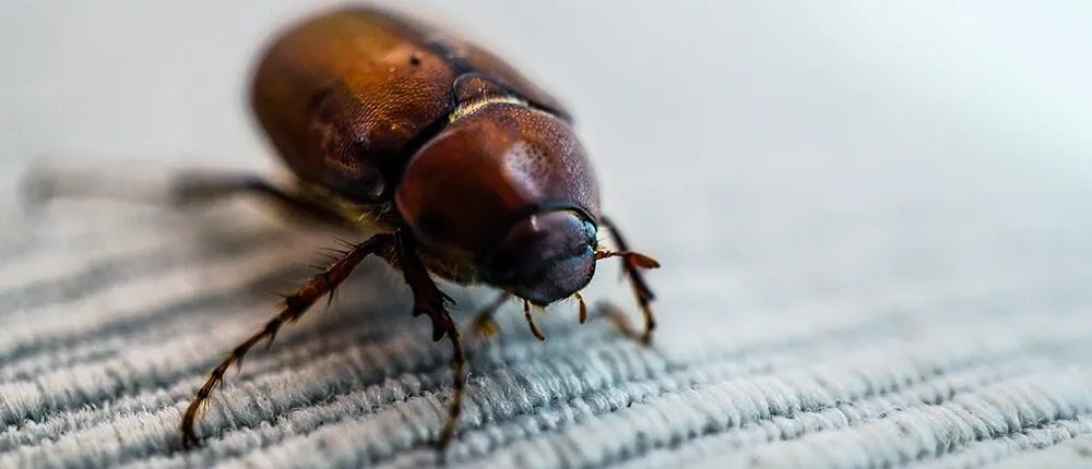 Откуда берутся кожееды