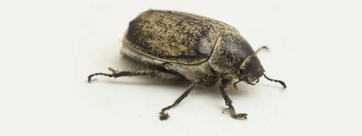 Жуки кожееды