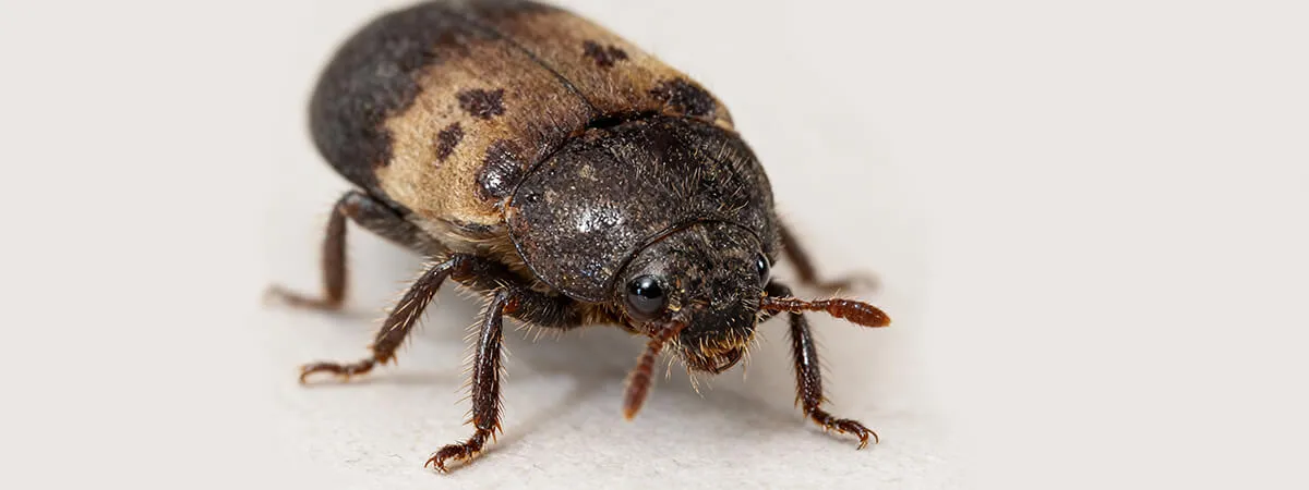 Кто такие кожееды