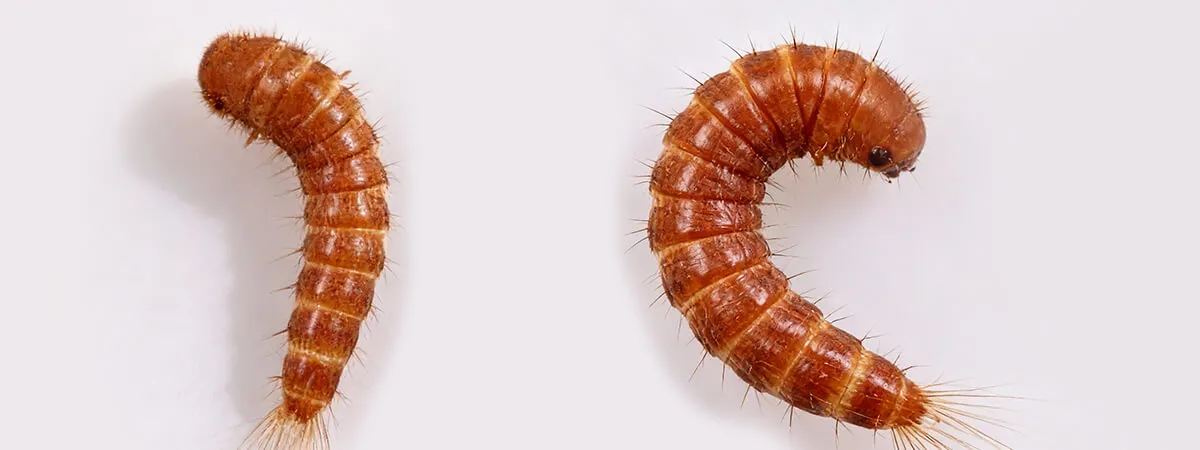 Личинка кожееда