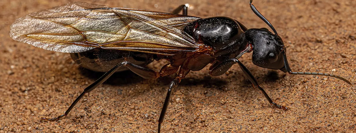 Муравьи с крыльями