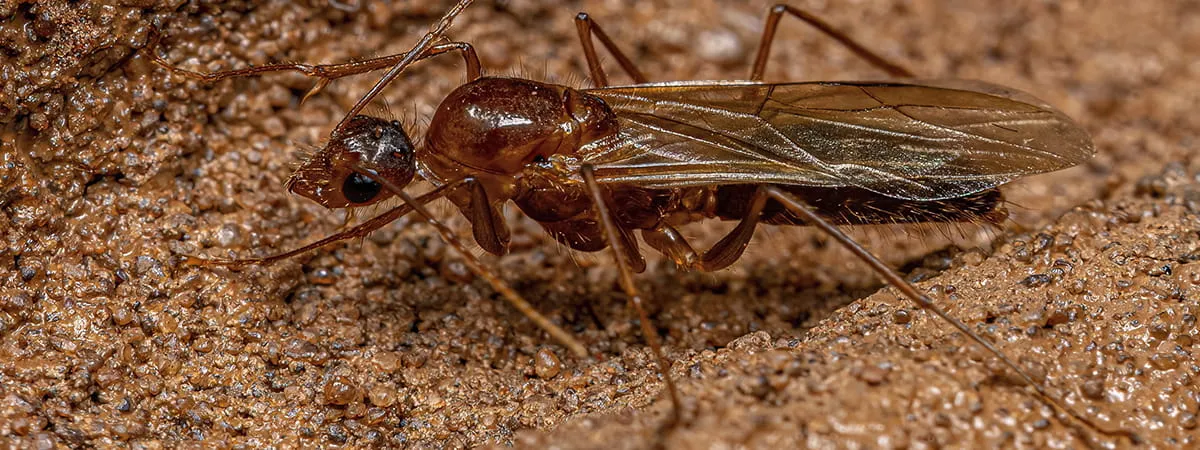 Как избавиться от муравьев с крыльями