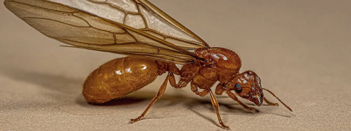 Средства борьбы с летающими муравьями