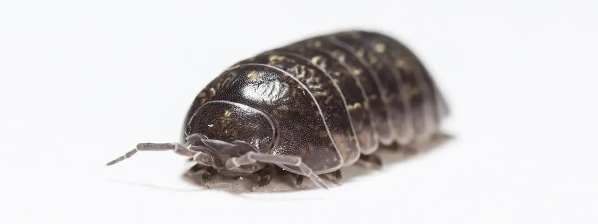 Мокрицы в ванной