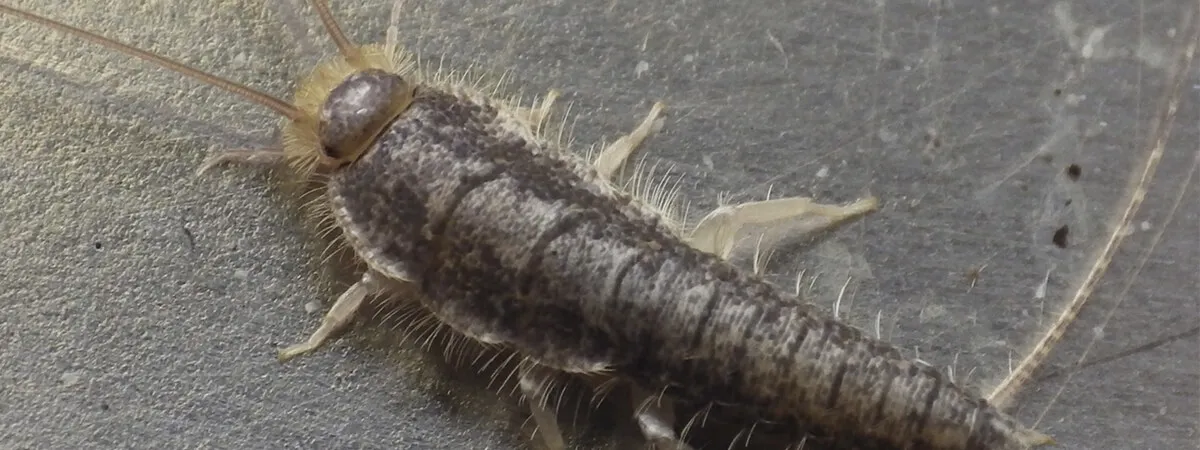 Чешуйницы в ванной