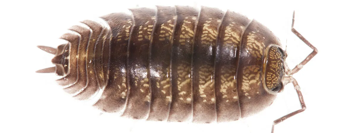 Многоножки мокрицы в ванной