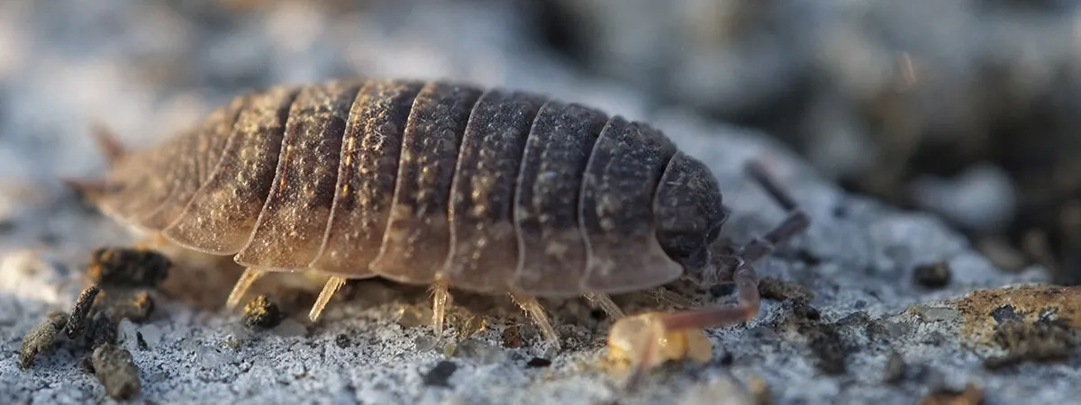 Многоножки в ванной