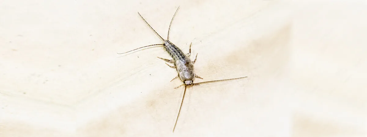 Многоножки чешуйницы в ванной