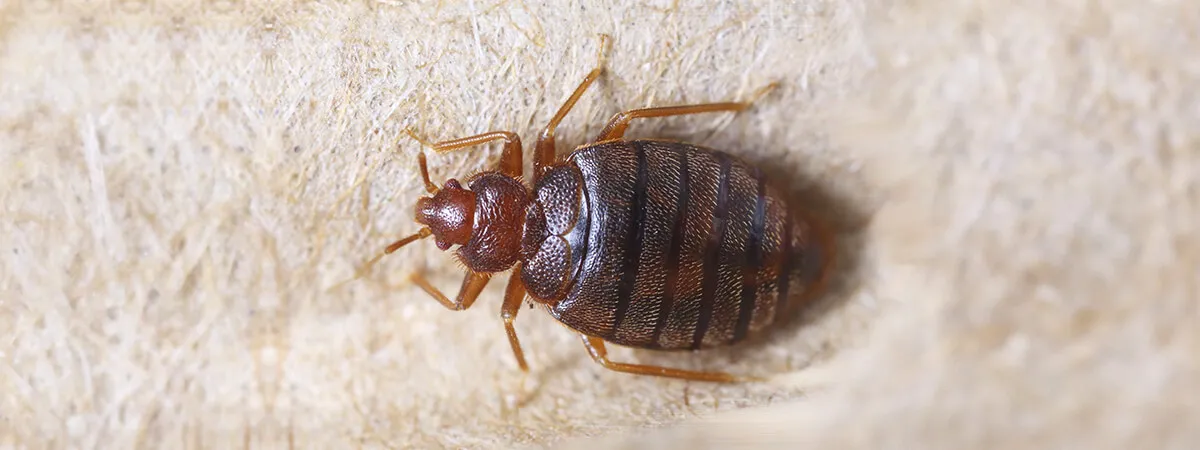 Не уходят постельные клопы: что делать