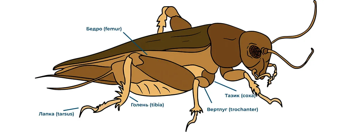 Устройство ноги таракана