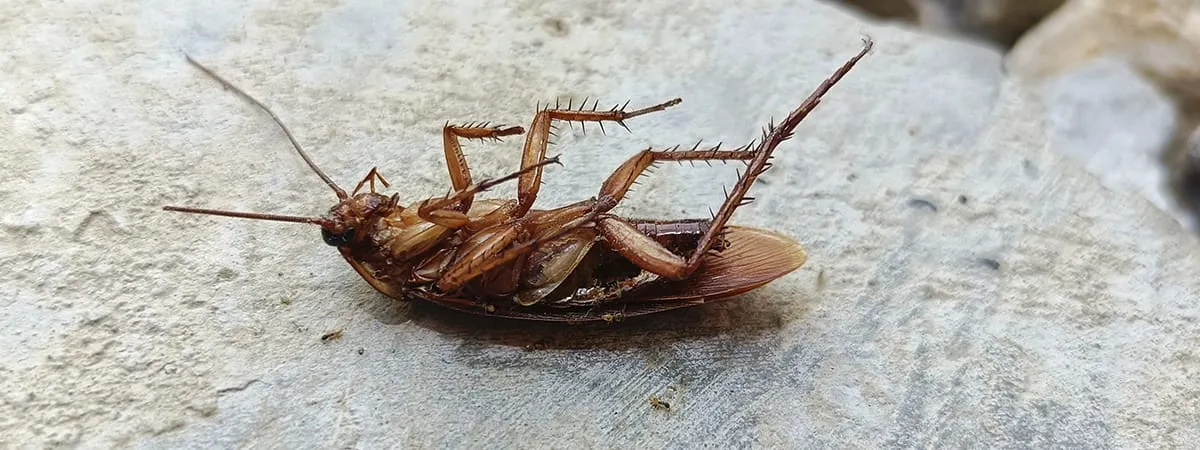 Сколько ног у рыжего таракана