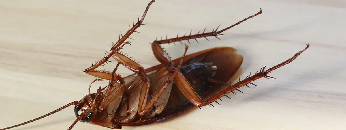 Почему у тараканов 6 ног