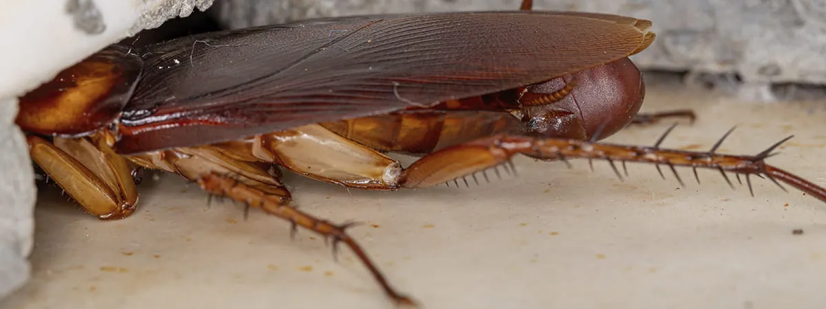 Зачем таракану 6 лапок