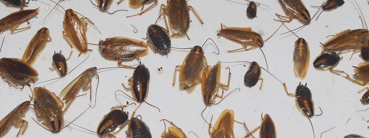 Тараканы: как распознать следы и признаки их присутствия