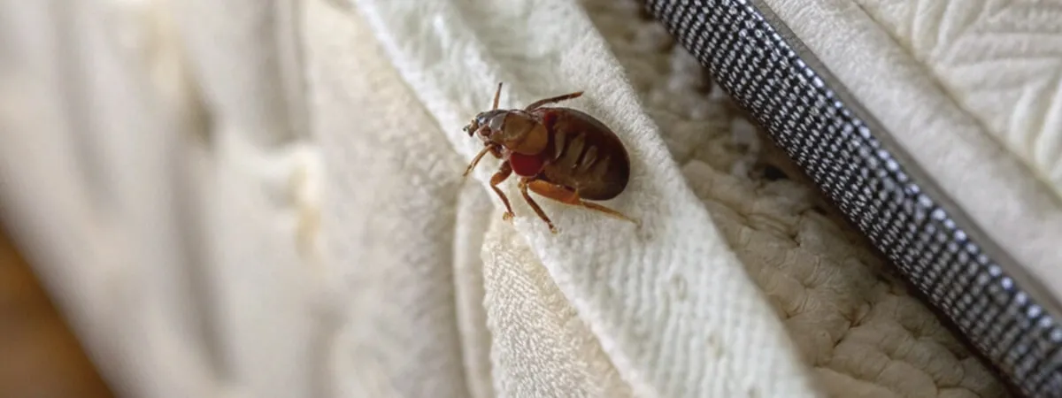 Клопы: как распознать следы и признаки их присутствия