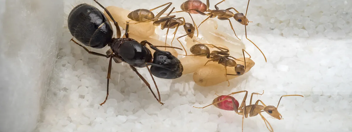 Муравьи: как распознать следы и признаки их присутствия