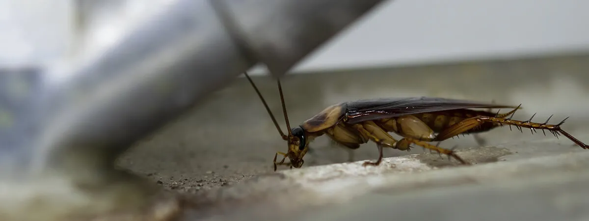 Насекомые в квартире: как распознать следы и признаки их присутствия