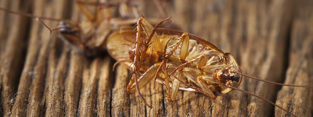 Признаки повторного появления тараканов
