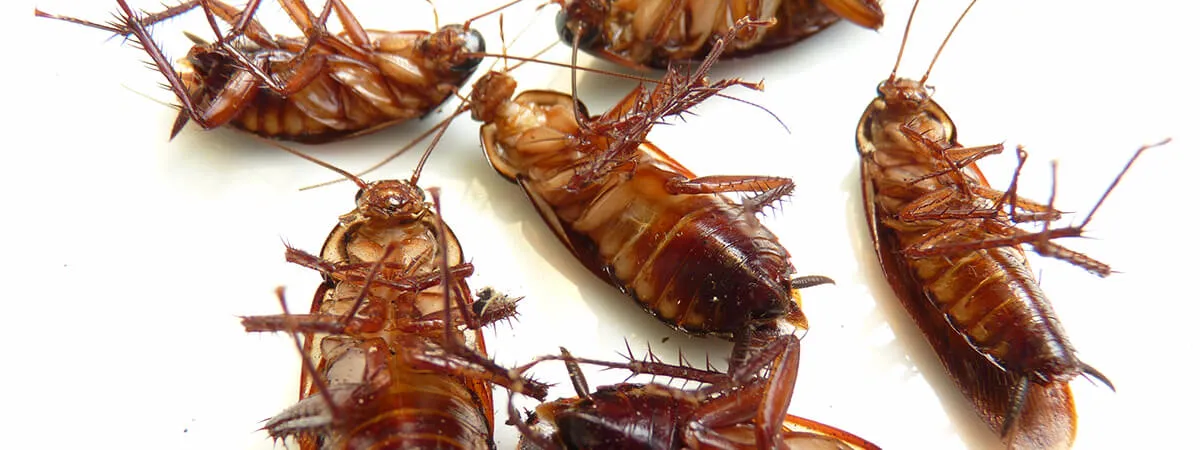 Тараканы опять появились после обработки