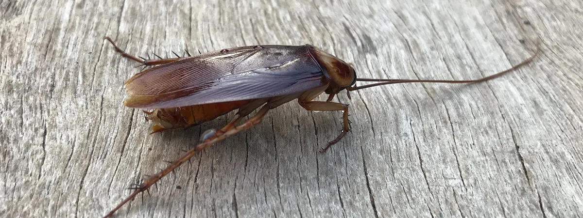 Проверка места появления тараканов