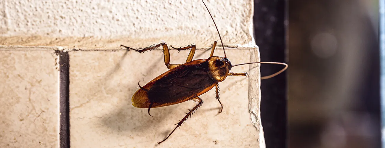 Таракан в частном коттедже