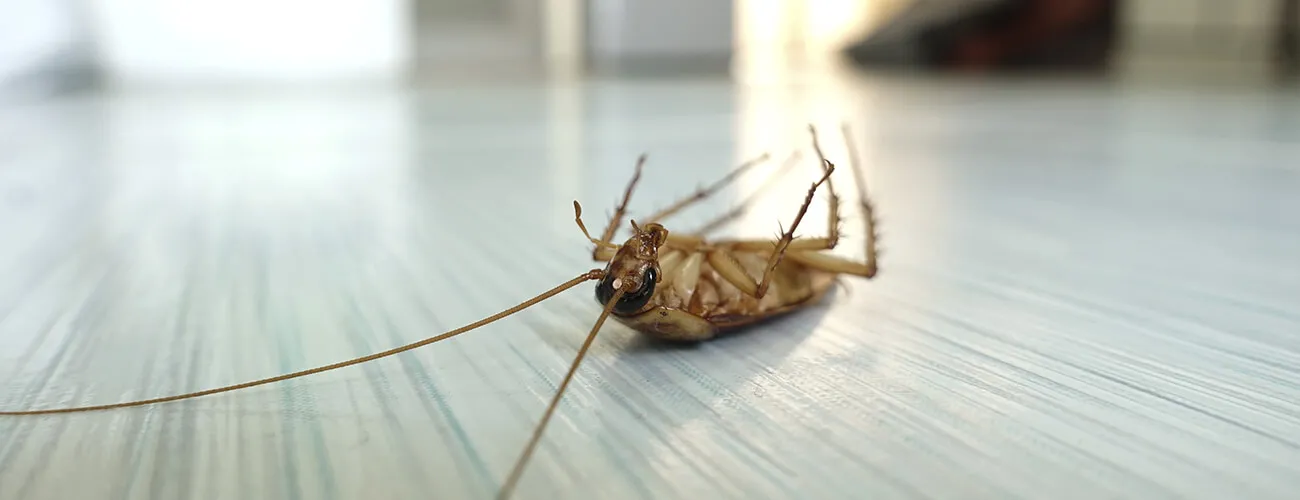 Борьба с тараканами на кухне в частном доме