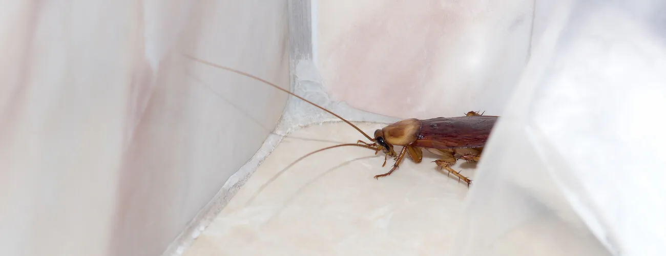 Как понять что в ухе таракан