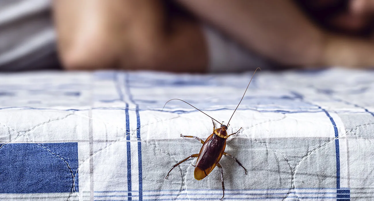 Может ли таракан залезть в ухо спящему