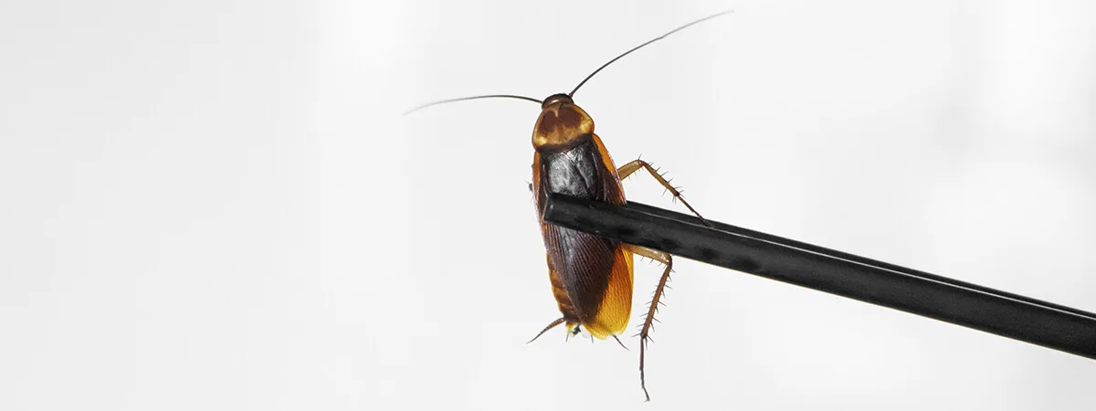 Тараканы переносчики болезней
