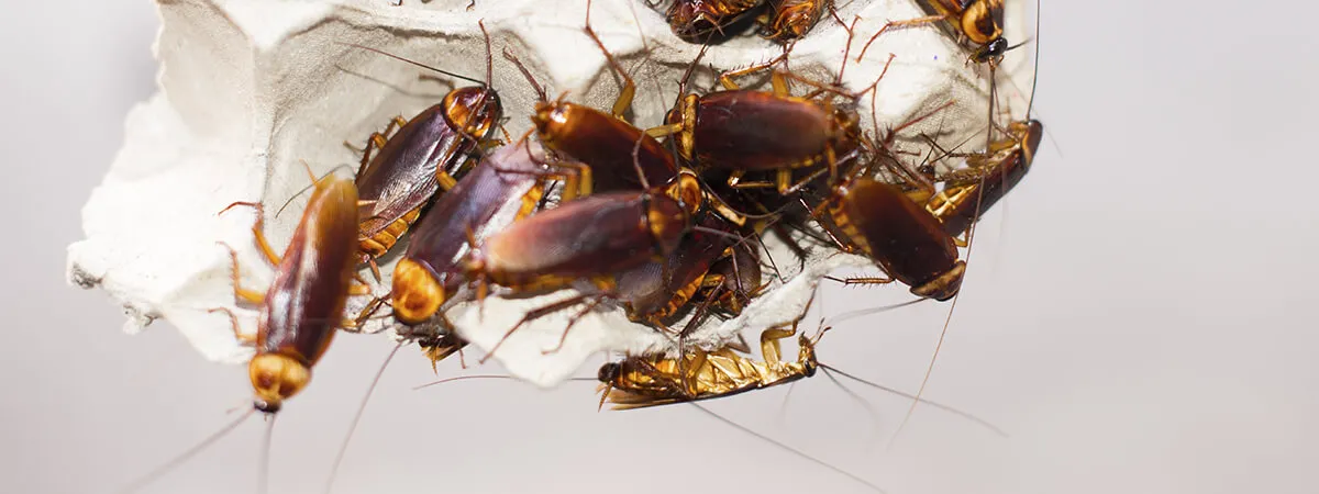 Тараканы заражают болезнями