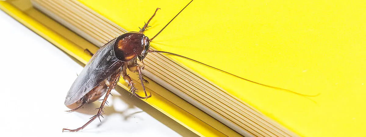 Инфекции, которые переносят тараканы